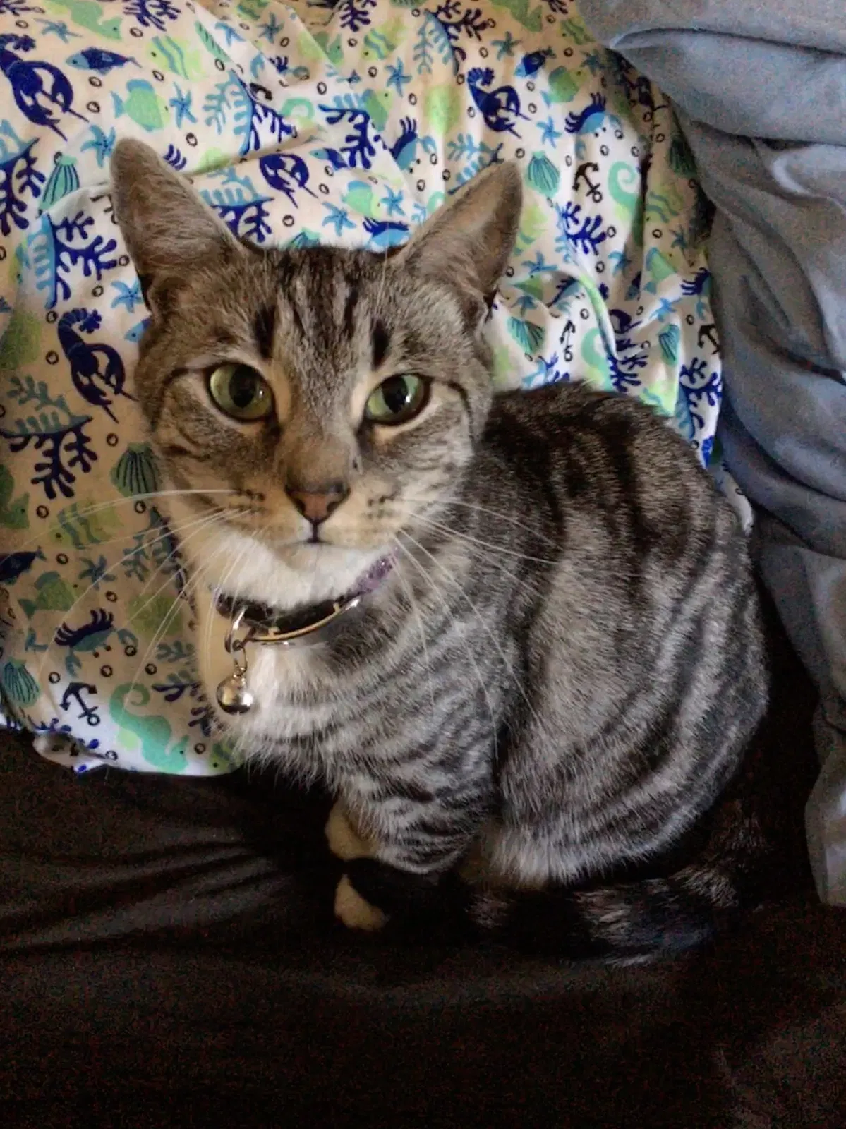 Lost cat in Walnut Creek, CA, 94595