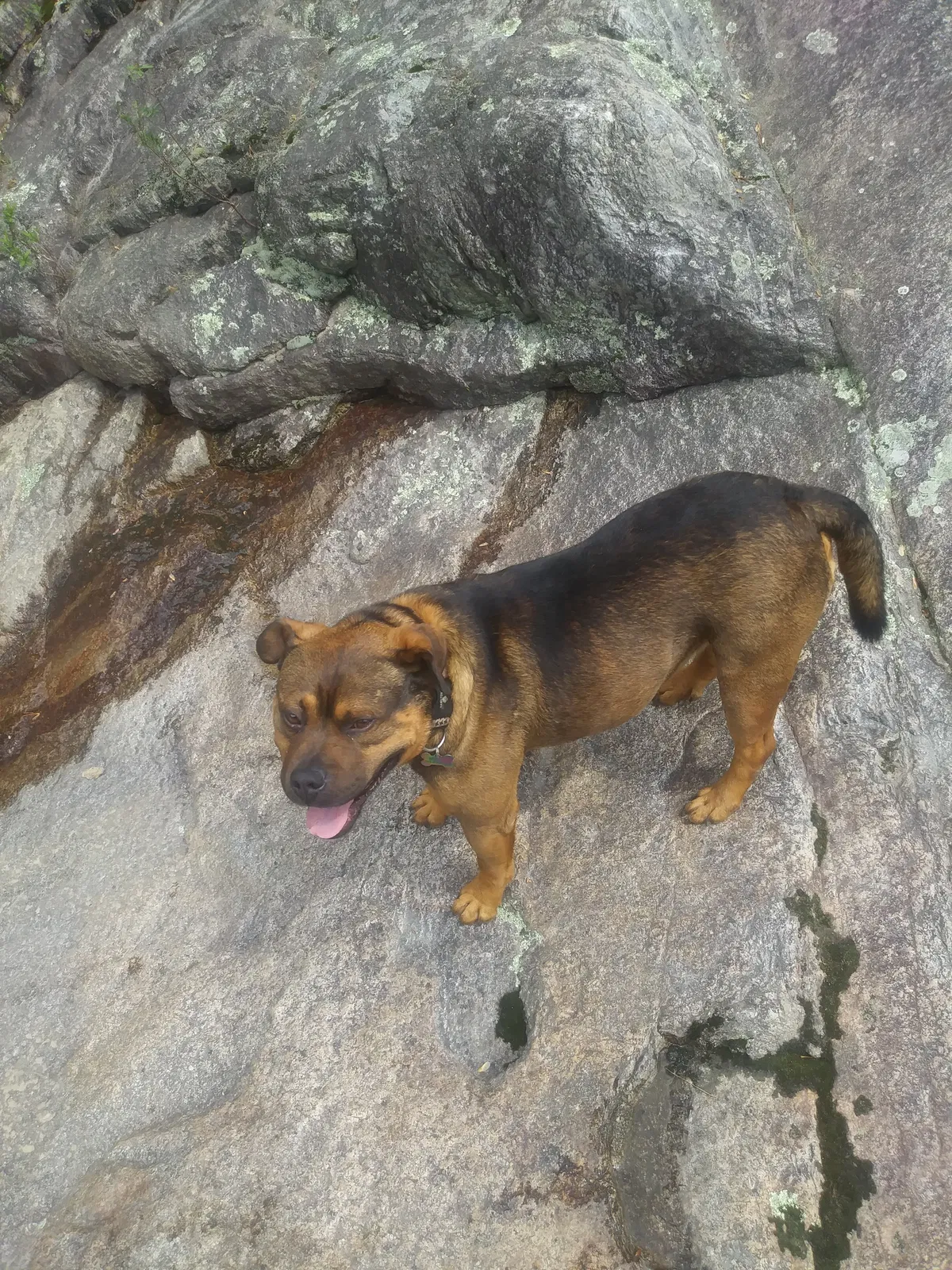 Lost dog in Lenoir, NC, 28645