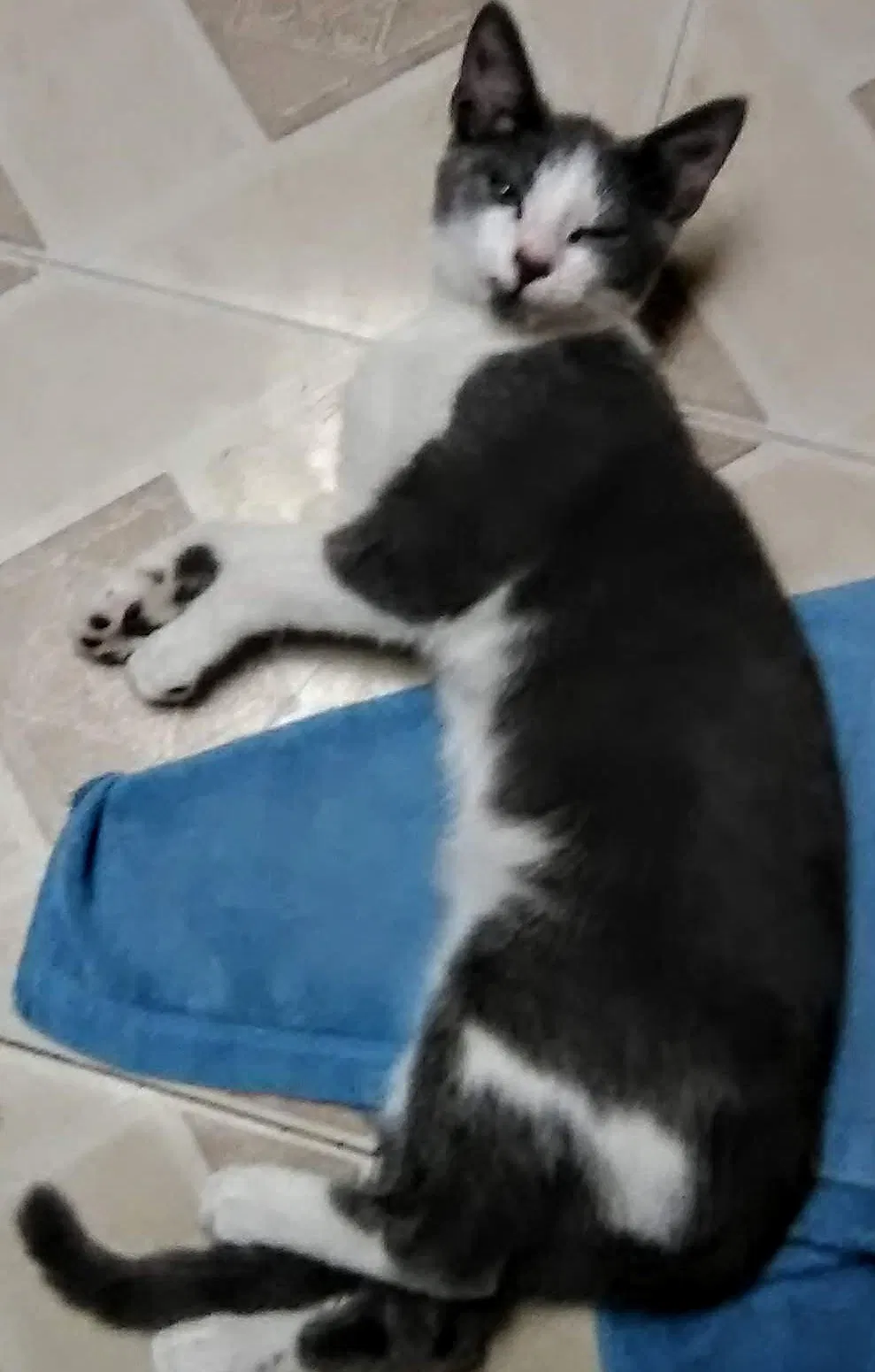 Lost cat in West Palm Beach, FL, 33415