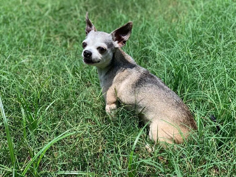 Lost dog in Spring, TX, 77389