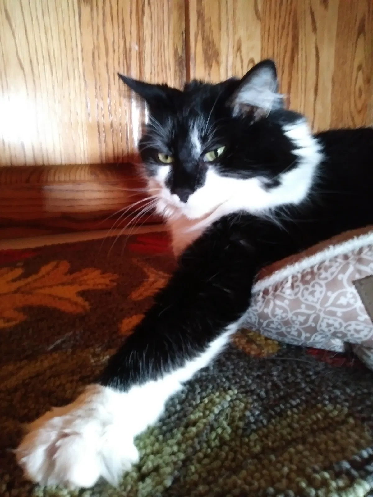 Lost cat in Bulls Gap, TN, 37711
