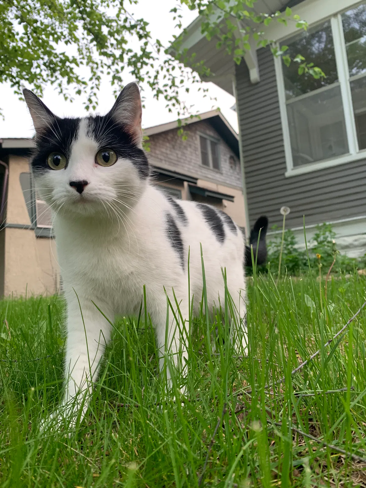 Lost cat in Minneapolis, MN, 55406