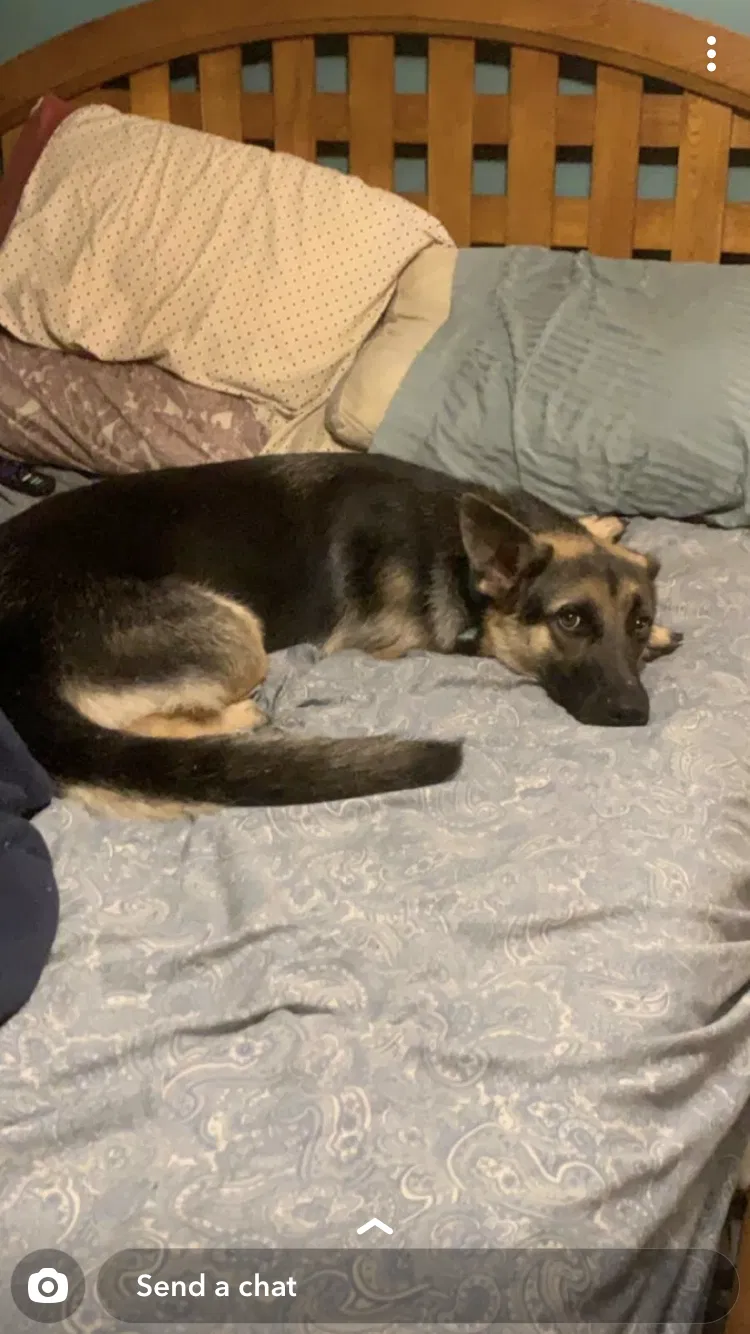 Lost dog in Kansas City, KS, 66111