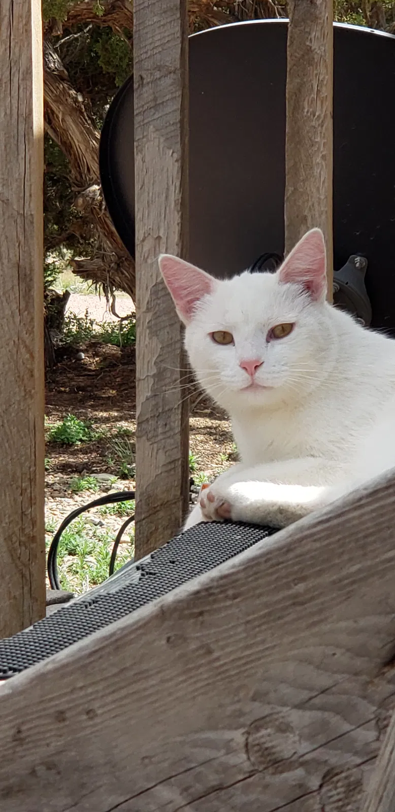 Lost cat in Penrose, CO, 81240
