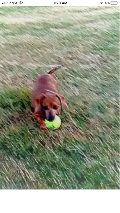 Lost dog in Tucson, AZ, 85713