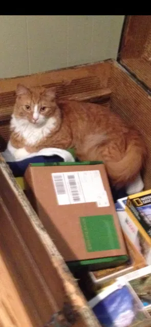 Lost cat in Tucker, GA, 30084