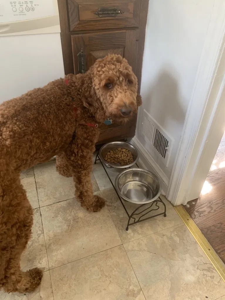 Lost dog in Annandale, VA, 22003