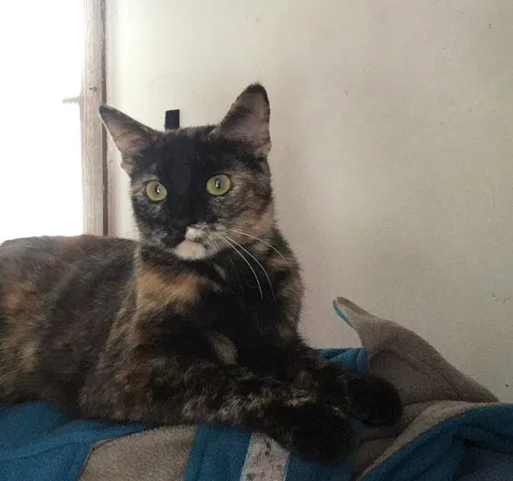 Lost cat in Milwaukee, WI, 53224