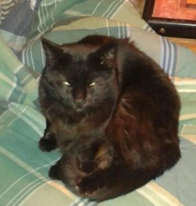 Lost cat in Knoxville, TN, 37917