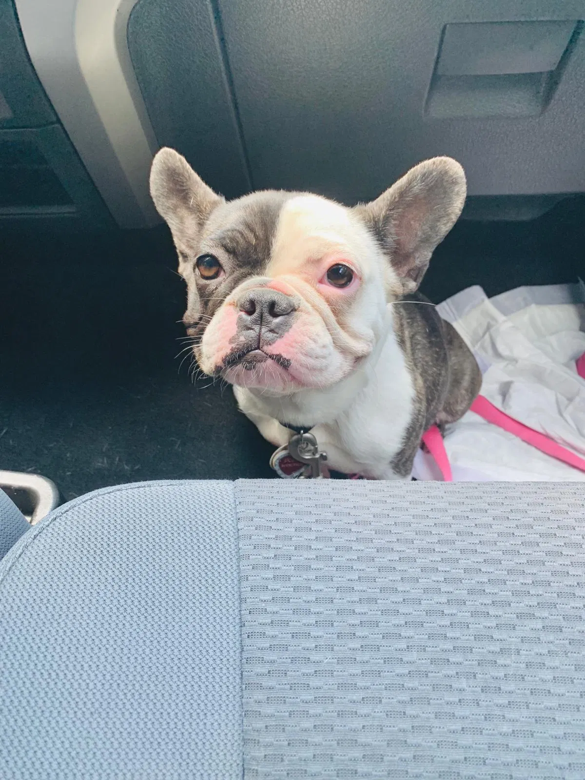 Lost dog in Fort Eustis, VA, 23604
