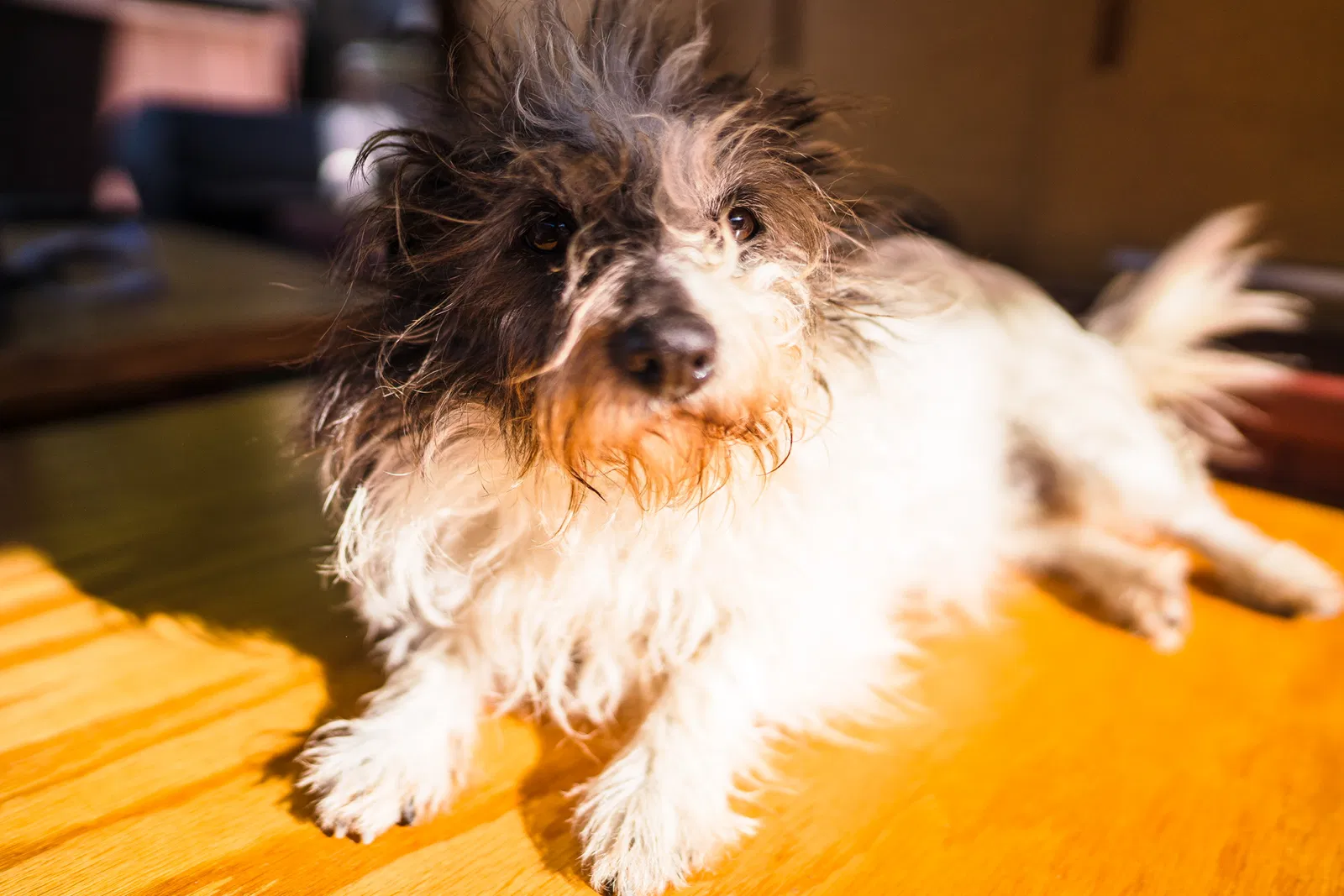 Lost dog in San Lorenzo, CA, 94580