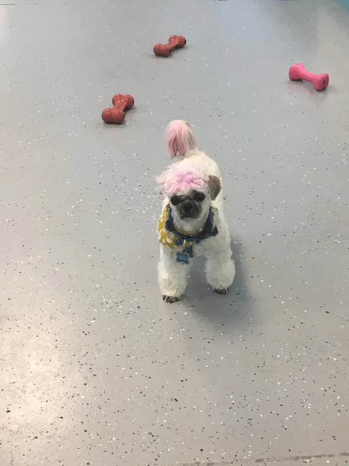 Lost dog in Santa Rosa, CA, 95407