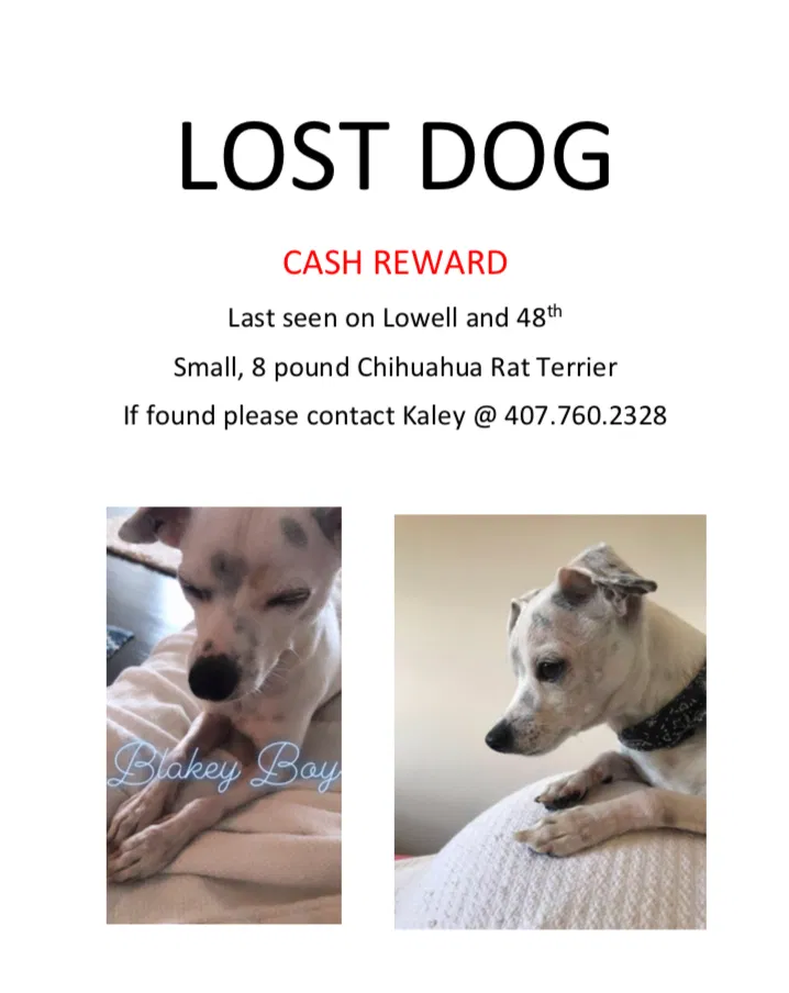Lost dog in Denver, CO, 80221