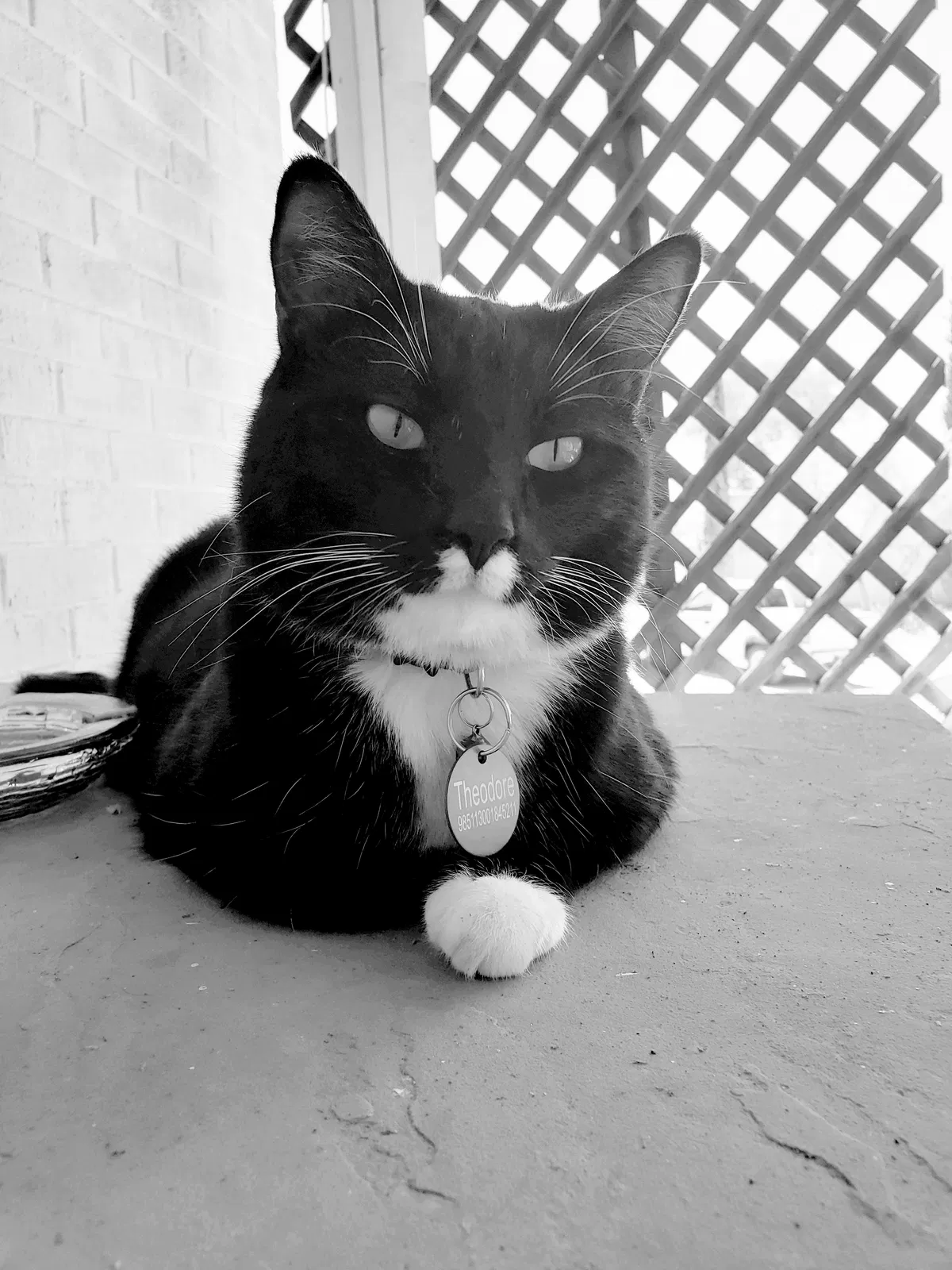 Lost cat in Tucson, AZ, 85704