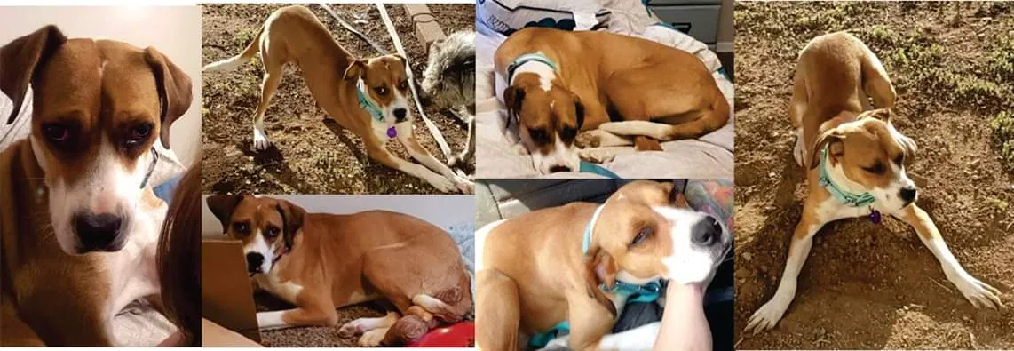 Lost dog in Spanish Fork, UT, 84660