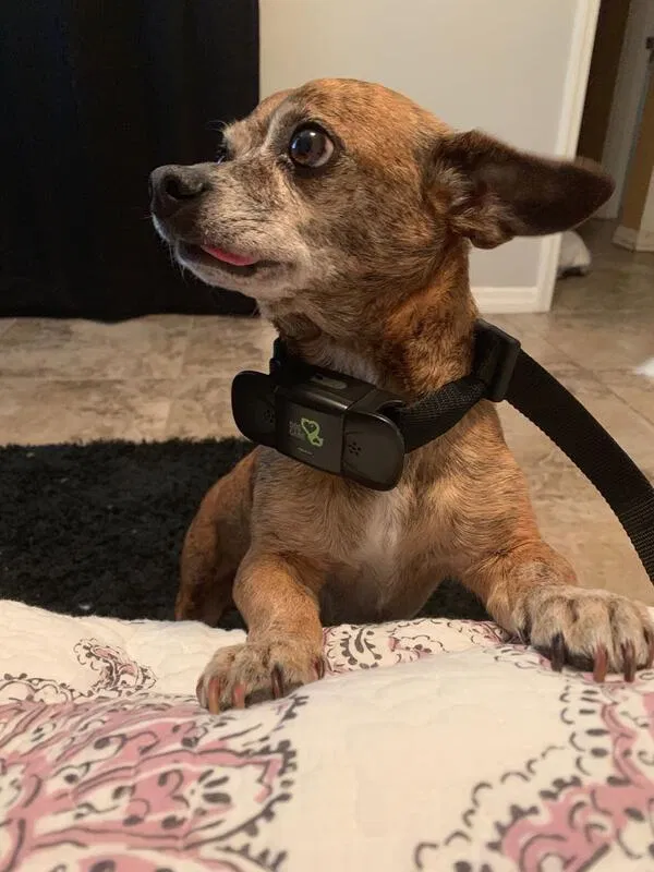 Lost dog in Nokomis, FL, 34275