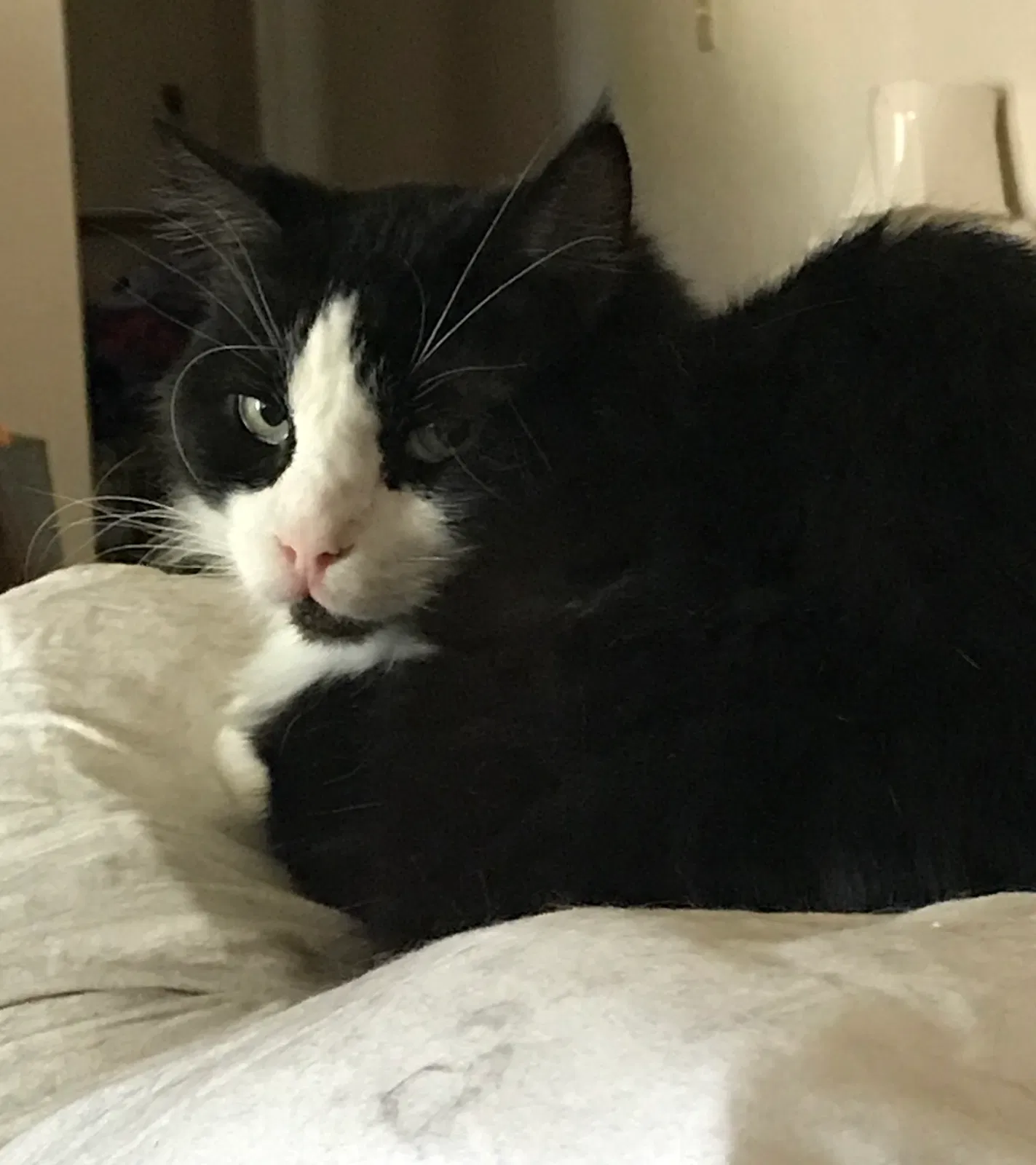 Lost cat in Olympia, WA, 98502