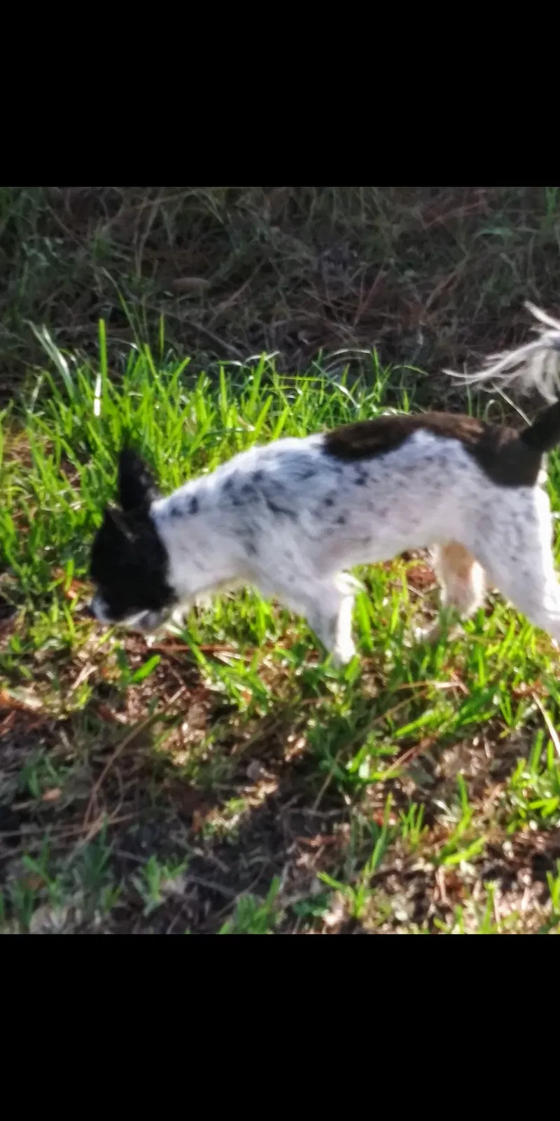 Lost dog in Englewood, FL, 34223