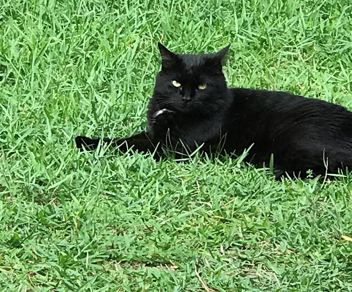 Lost cat in Conroe, TX, 77301
