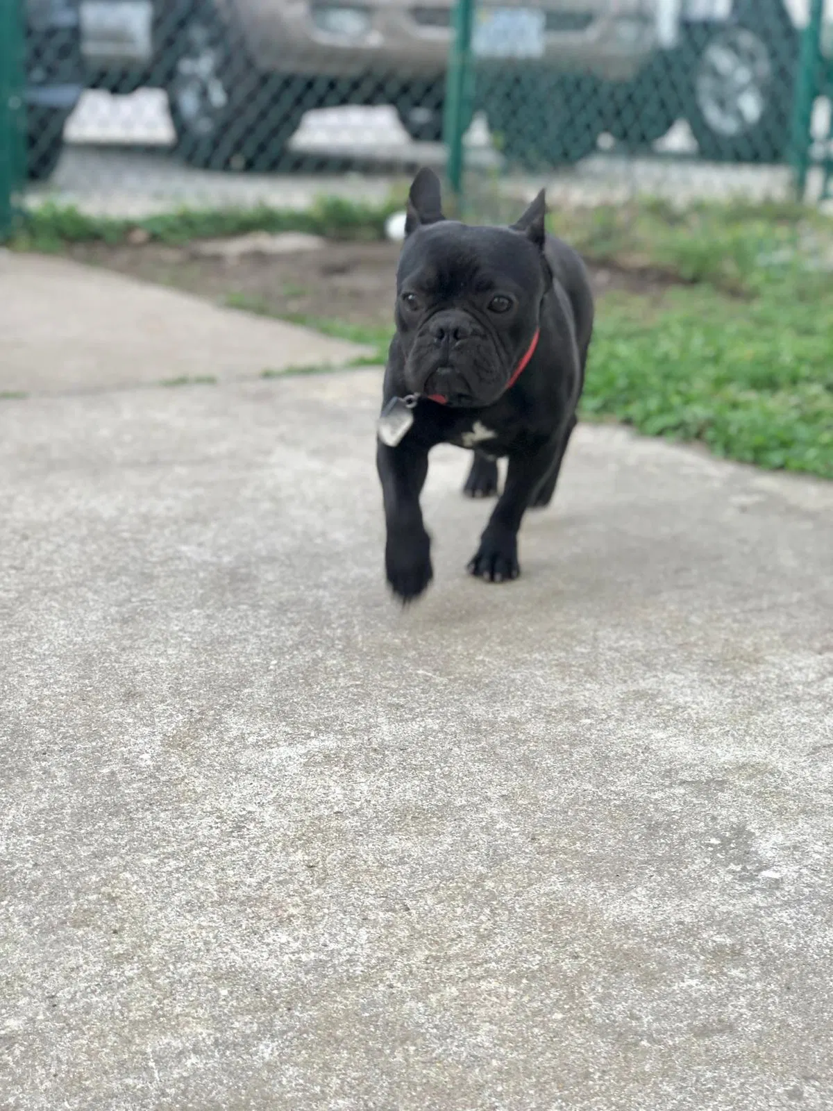 Lost dog in Fort Eustis, VA, 23604