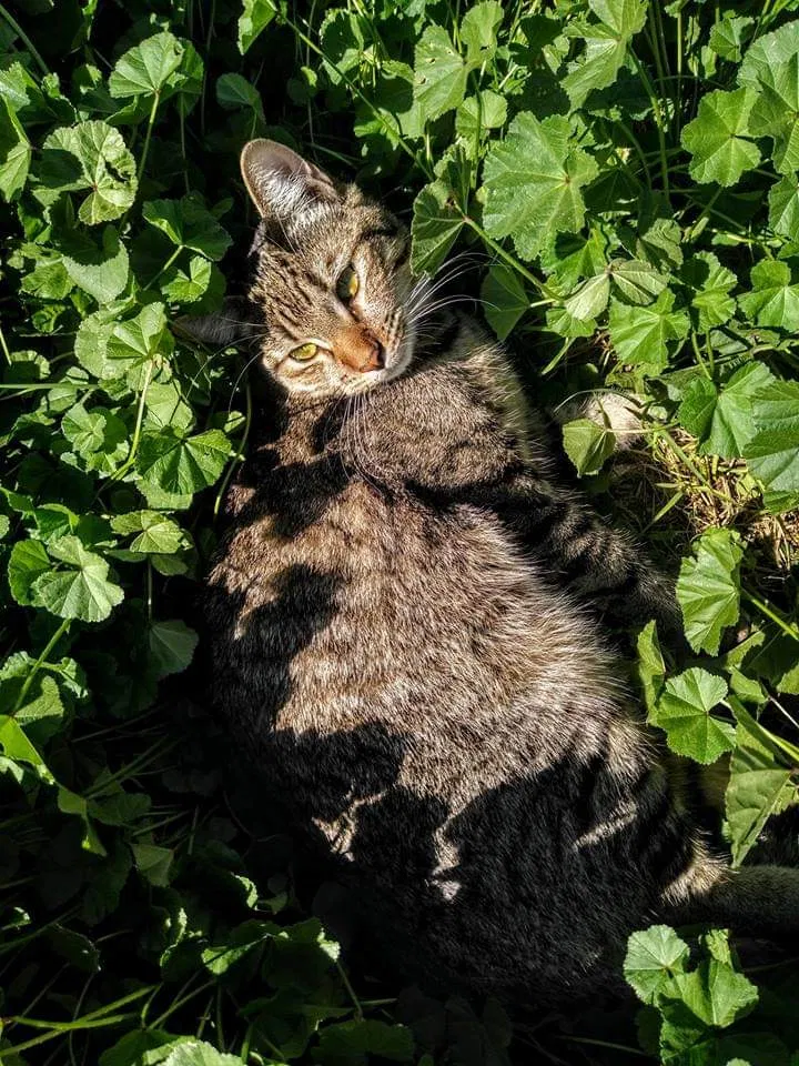 Lost cat in Phoenix, AZ, 85027