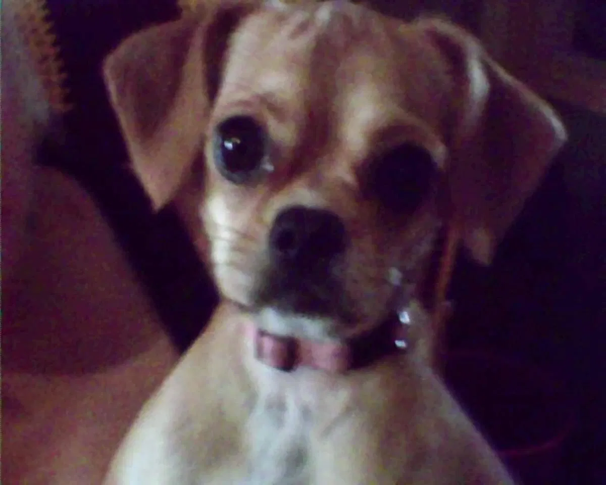 Lost dog in Martinsburg, WV, 25404