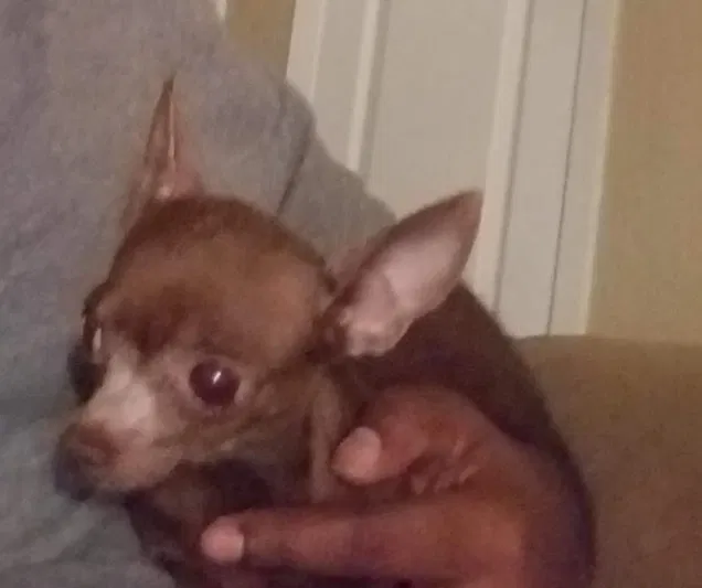 Lost dog in Killeen, TX, 76541
