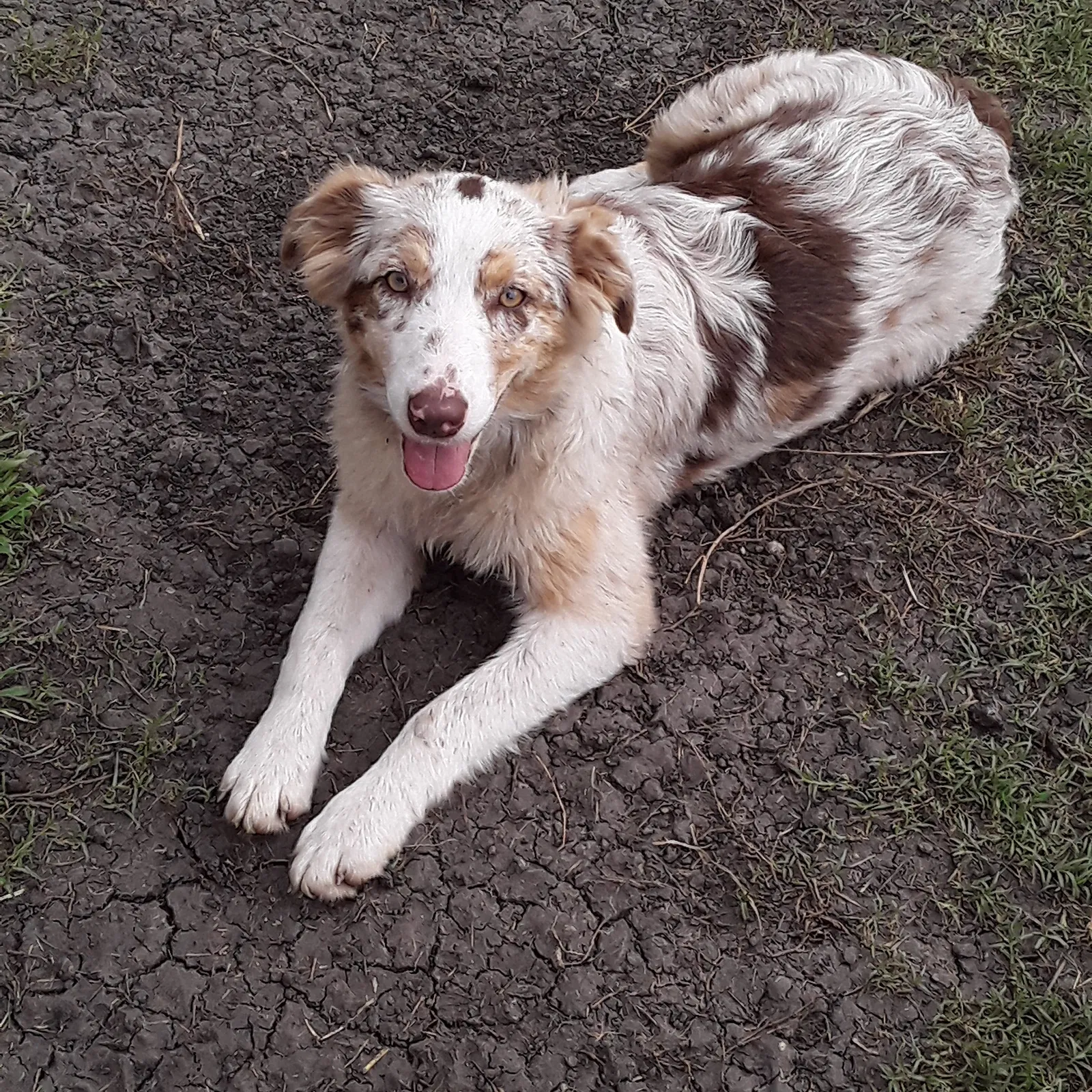 Lost dog in Greenville, TX, 75401