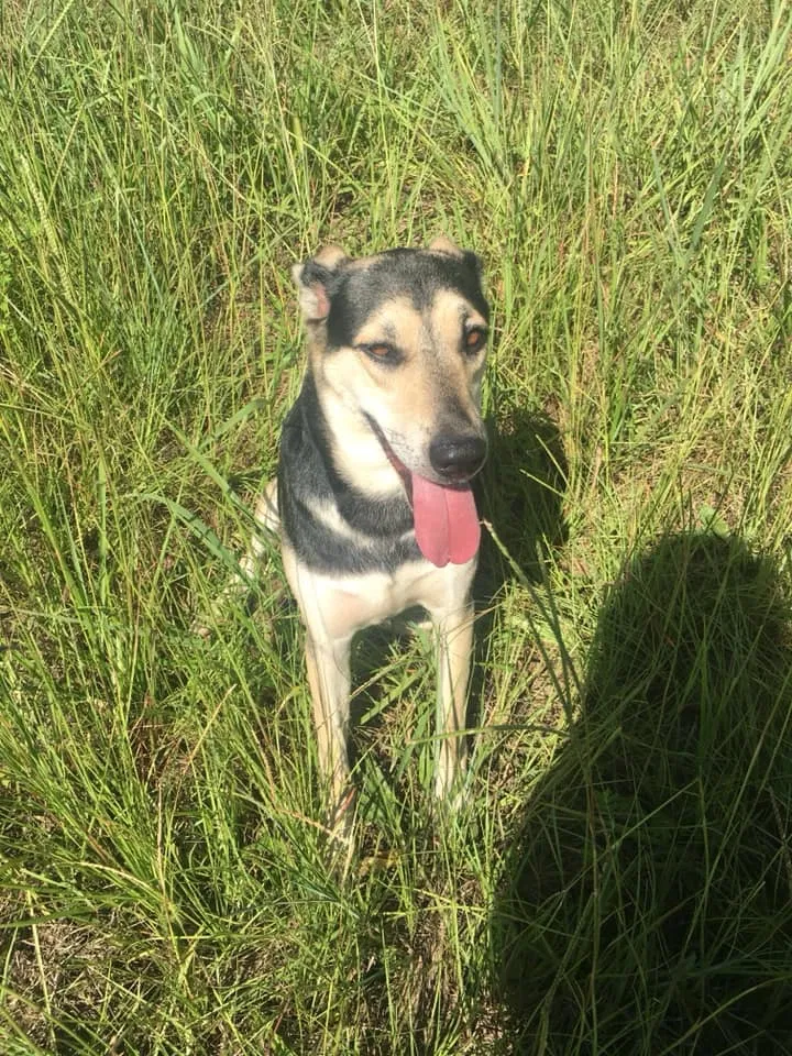 Lost dog in Carrollton, GA, 30117
