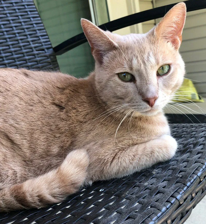 Lost cat in Brunswick, OH, 44212