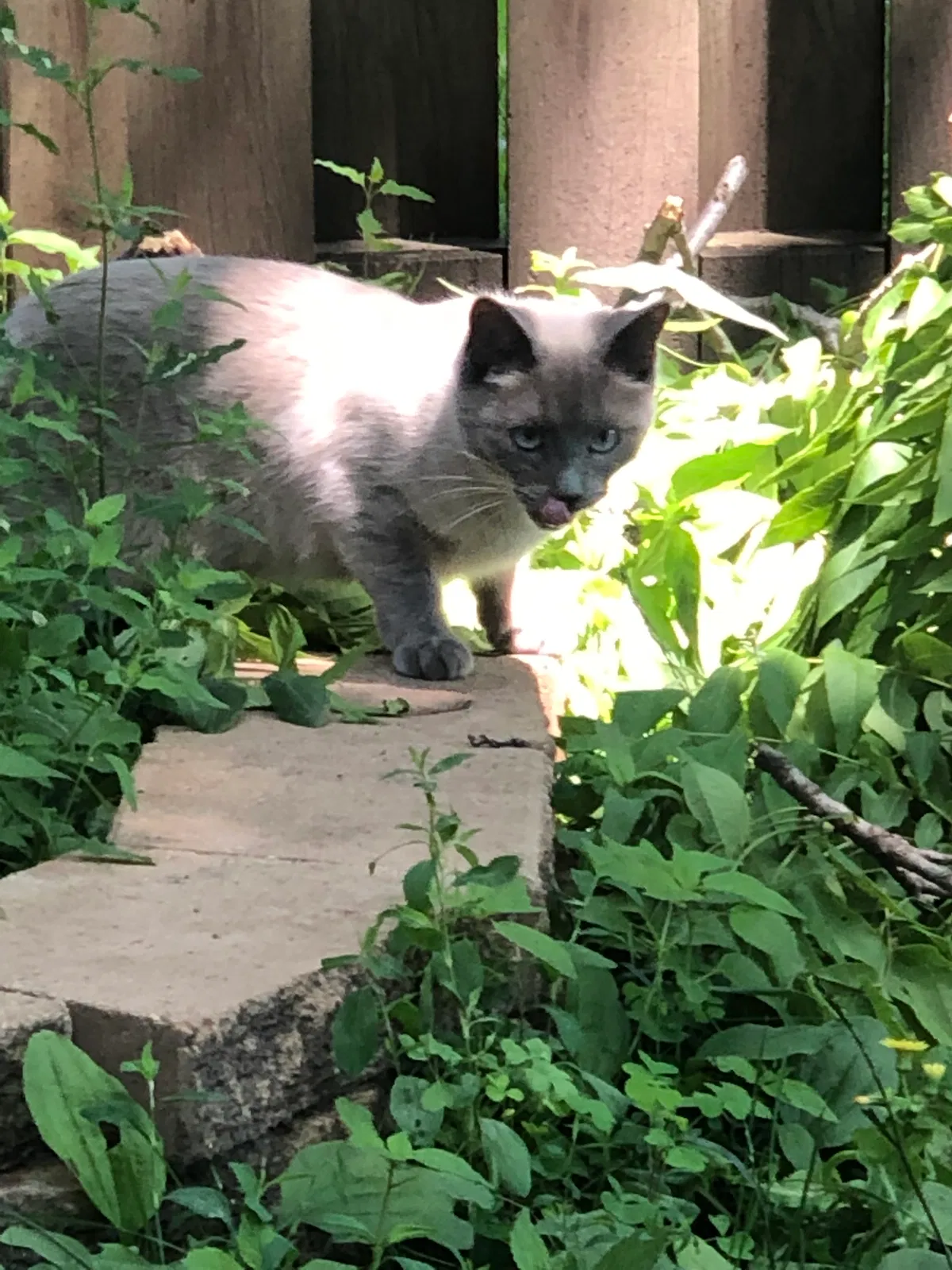 Lost cat in Menomonee Falls, WI, 53051
