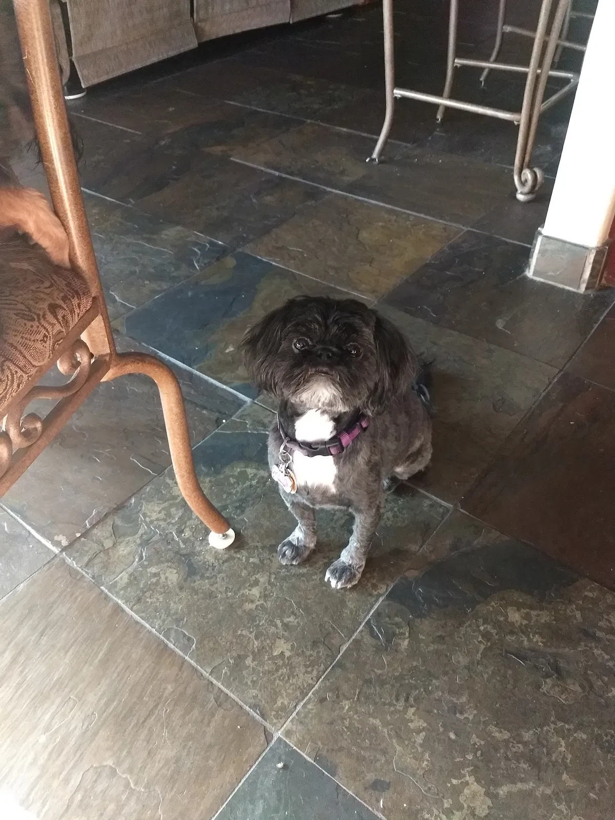 Lost dog in Phoenix, AZ, 85083