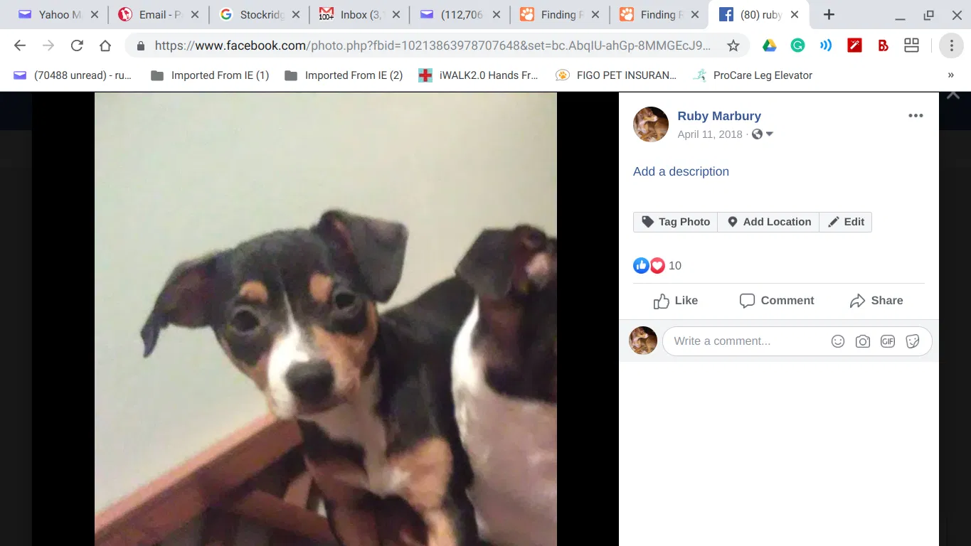 Lost dog in Sacramento, CA, 95820