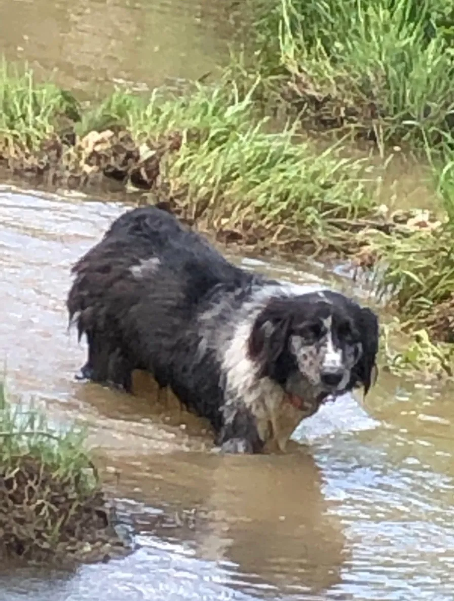 Lost dog in Itasca, TX, 76055