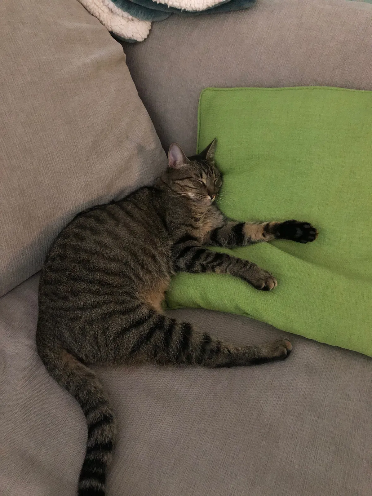 Lost cat in Spring, TX, 77381