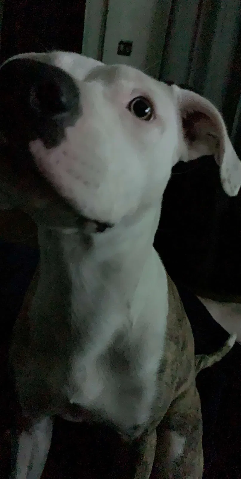 Lost dog in Duluth, MN, 55810