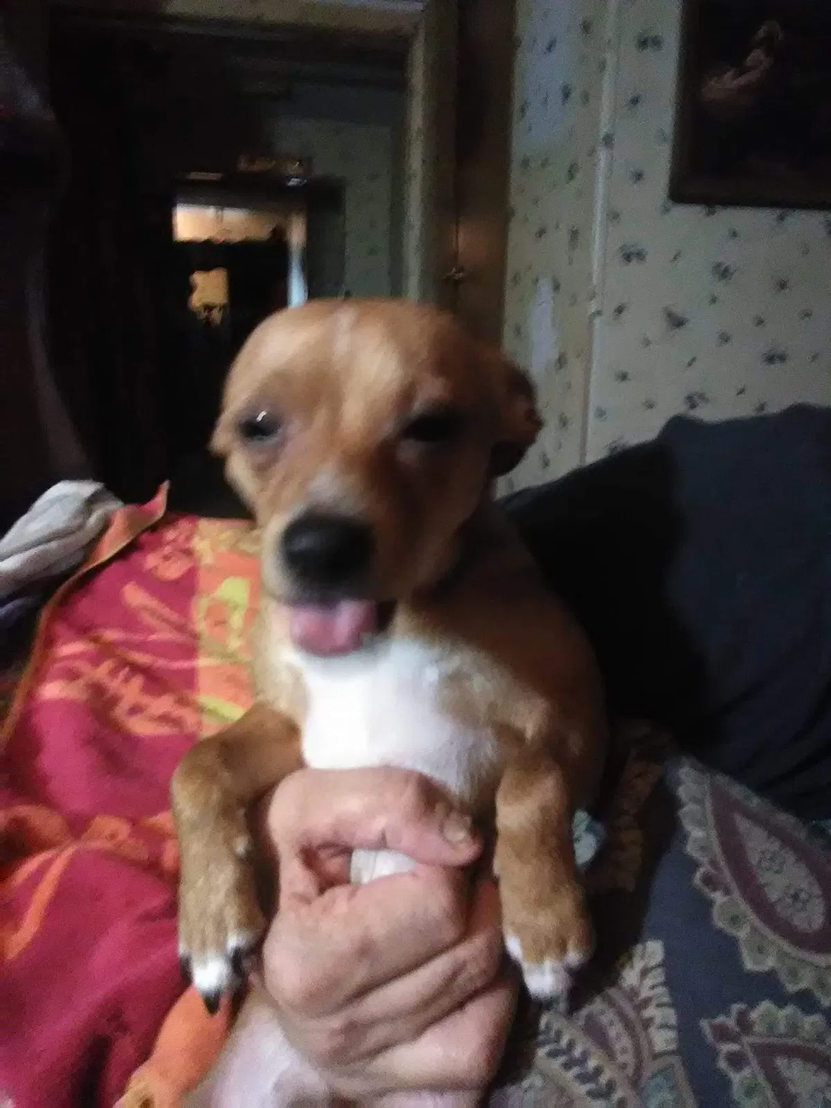 Lost dog in Shelby, NC, 28152