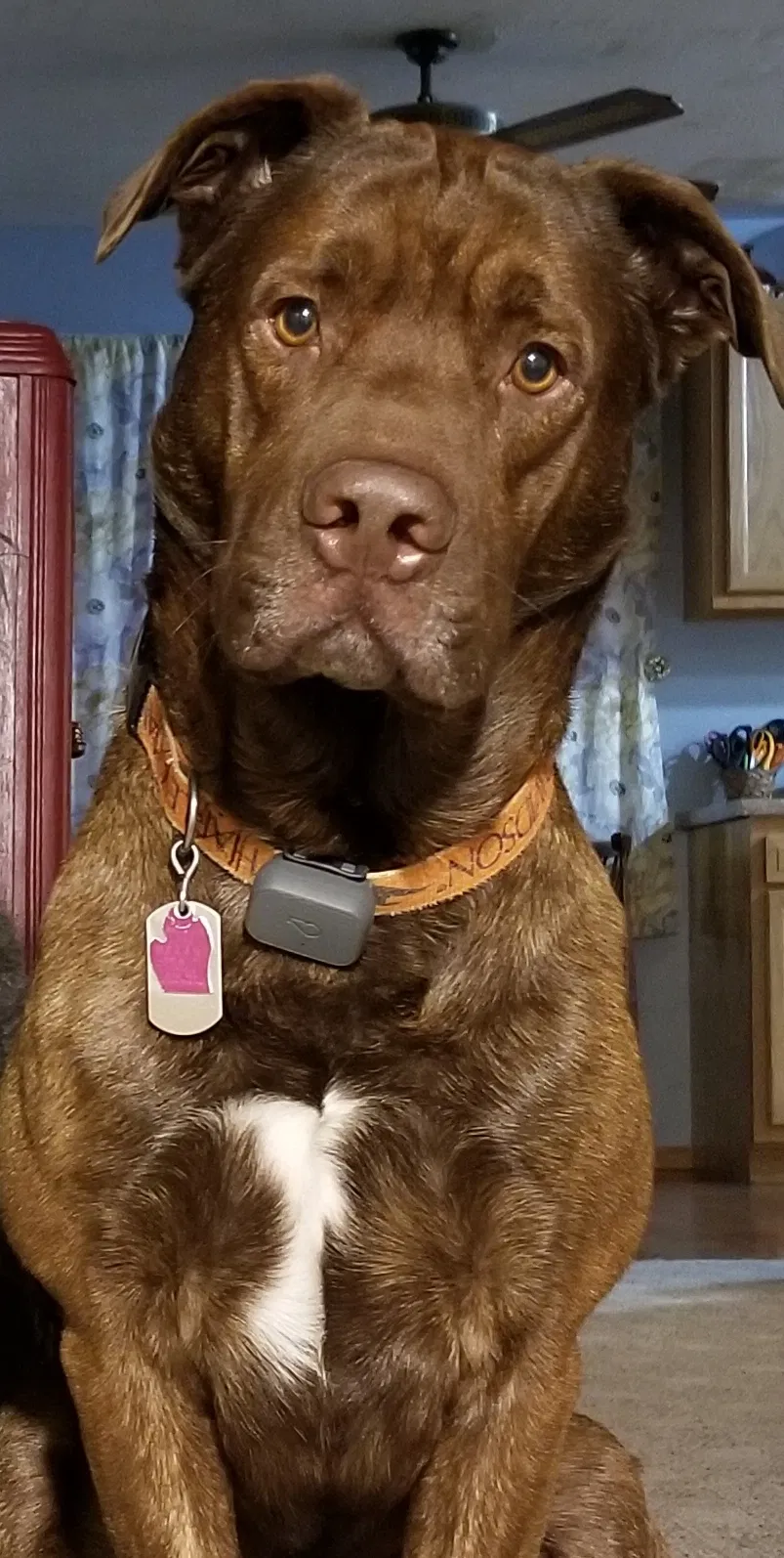 Lost dog in Midland, MI, 48640
