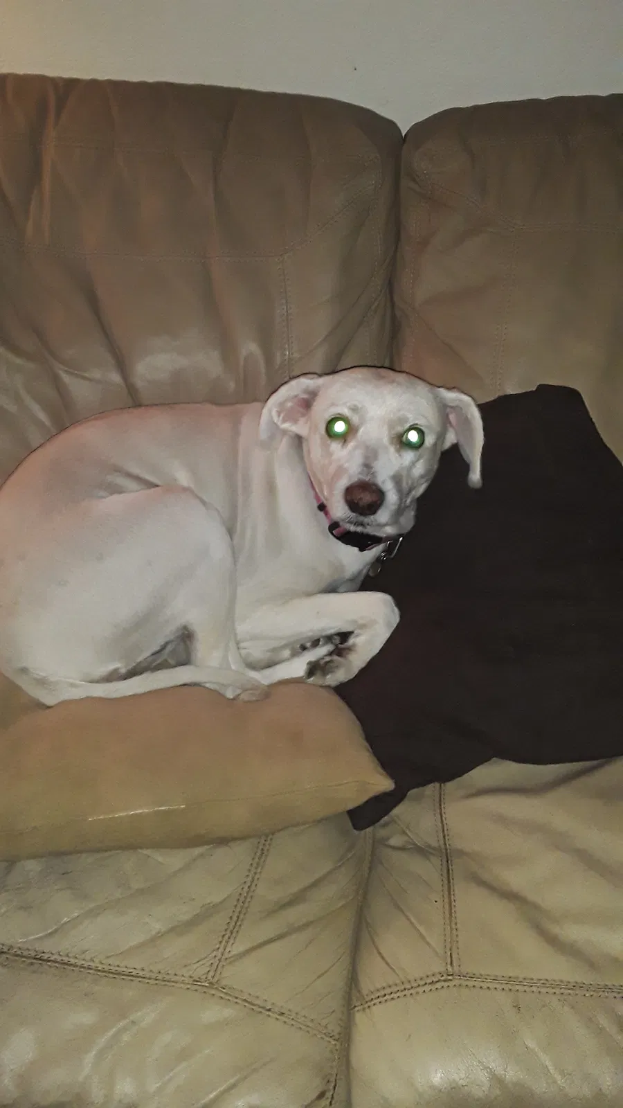 Lost dog in Fountain Hills, AZ, 85268