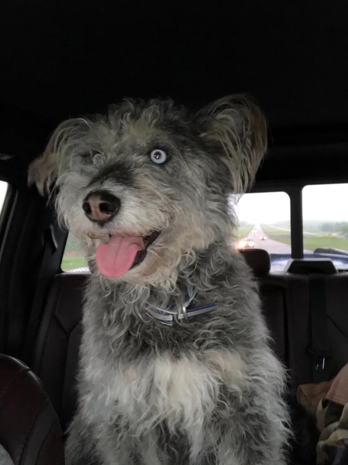 Lost dog in Itasca, TX, 76055