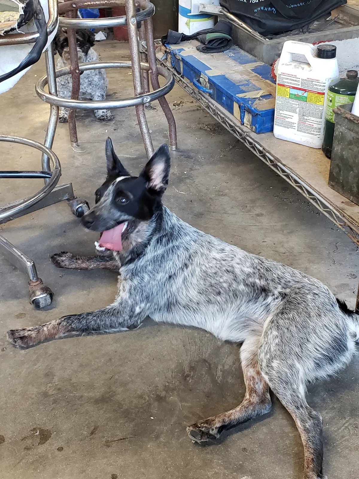 Lost dog in Bacliff, TX, 77518