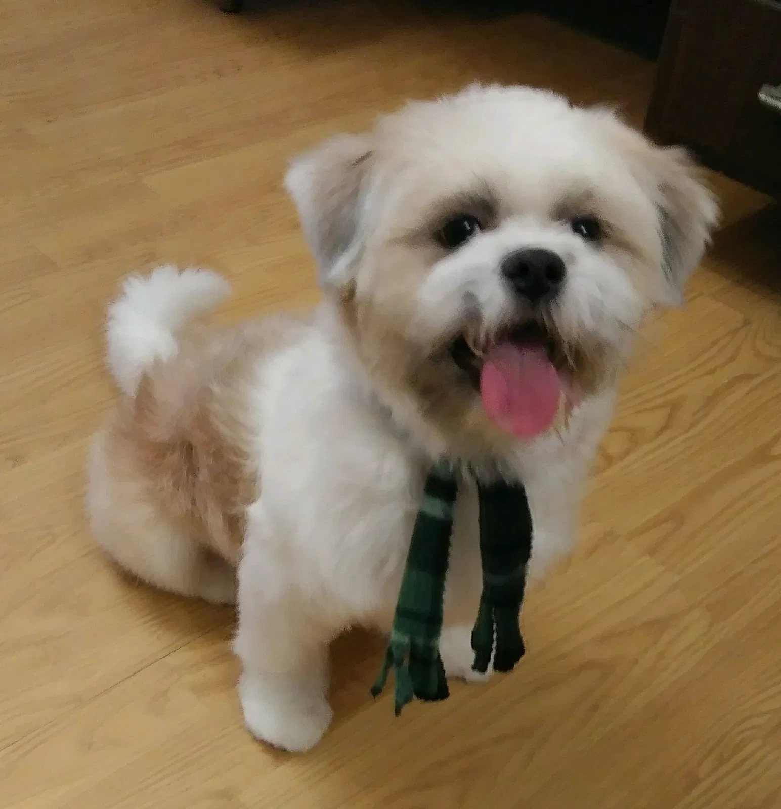 Lost dog in Brownsville, TX, 78520