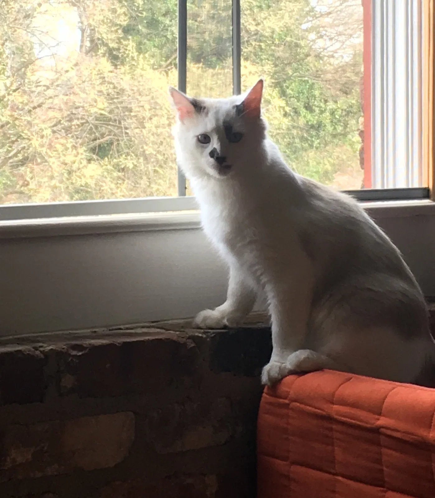 Lost cat in Woodbine, GA, 31569