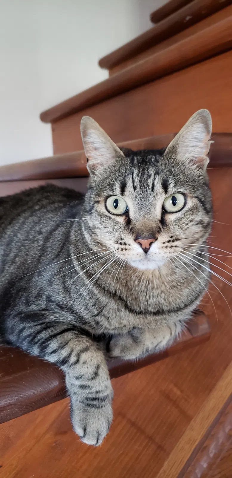 Lost cat in Homer Glen, IL, 60491