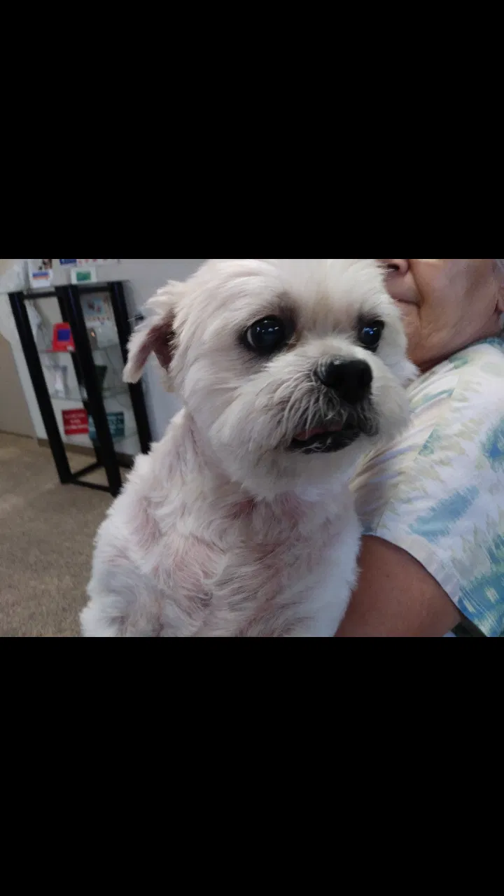 Lost dog in Glendale, AZ, 85307