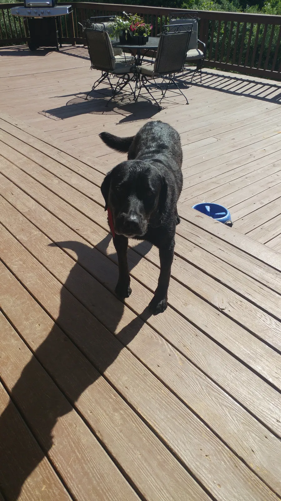 Lost dog in Martinsburg, WV, 25405