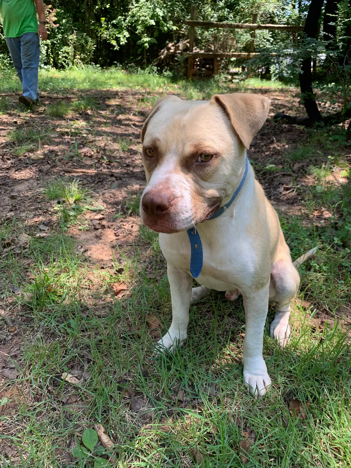 Lost dog in Denver, NC, 28037