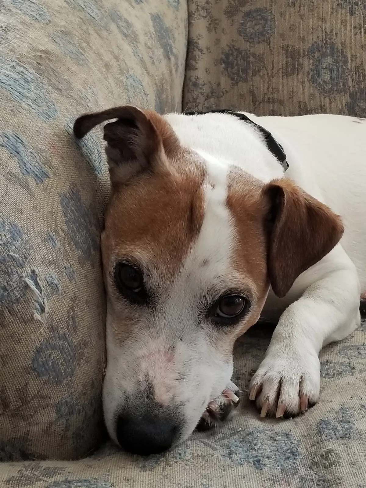 Lost dog in Red Lion, PA, 17356