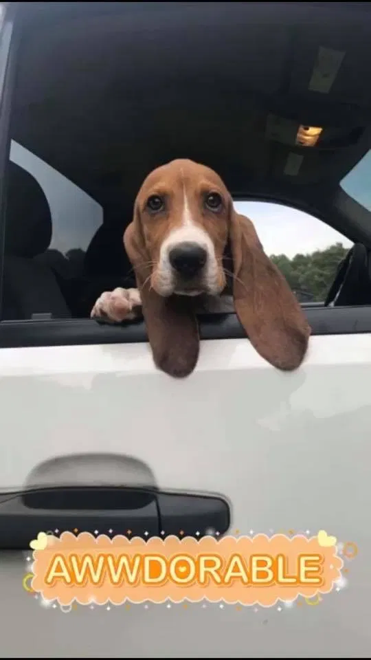 Lost dog in Lincolnton, NC, 28092