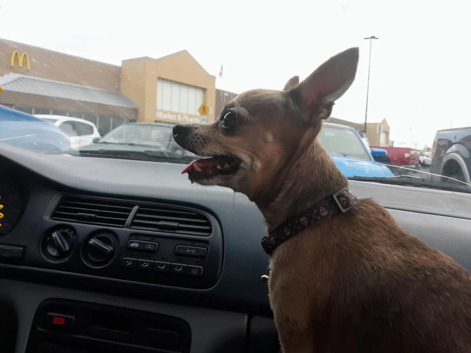 Lost dog in Pocatello, ID, 83201